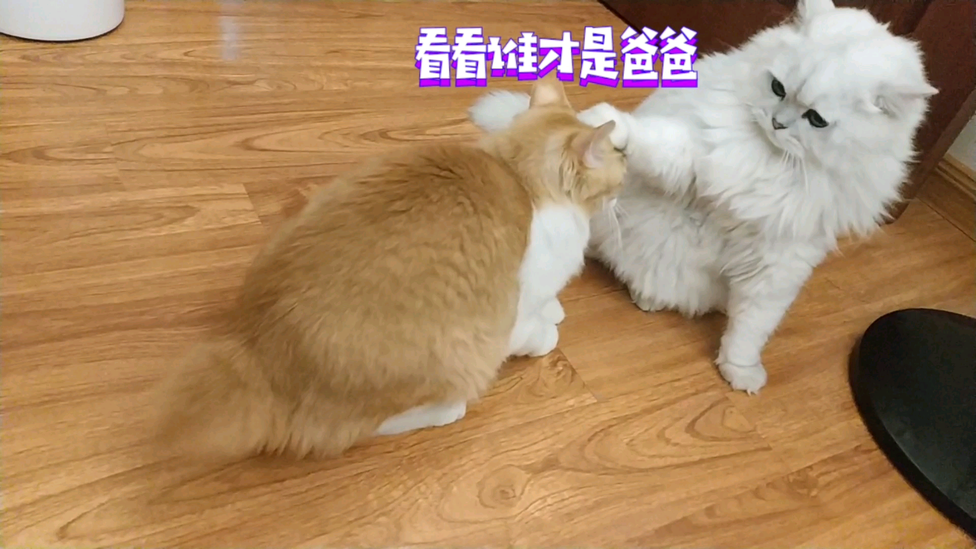 【米糊与烧麦】以舔舔脑袋结尾的斗殴